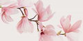 Декор Flaviker Supreme Decoro Magnolia 60 * 120 (SPDI101) Flaviker Для кухні, Для громадських приміщень, Для житлових приміщень, Для ванної